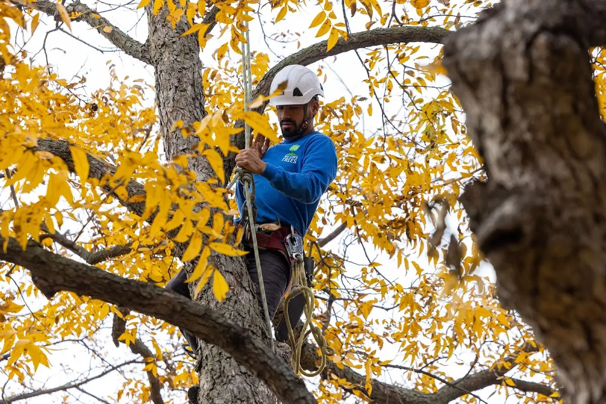 Skilled Tree Trimming crew working in Poquoson
